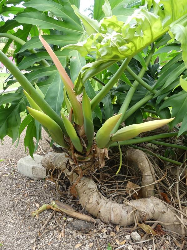 Philodendron radiatum